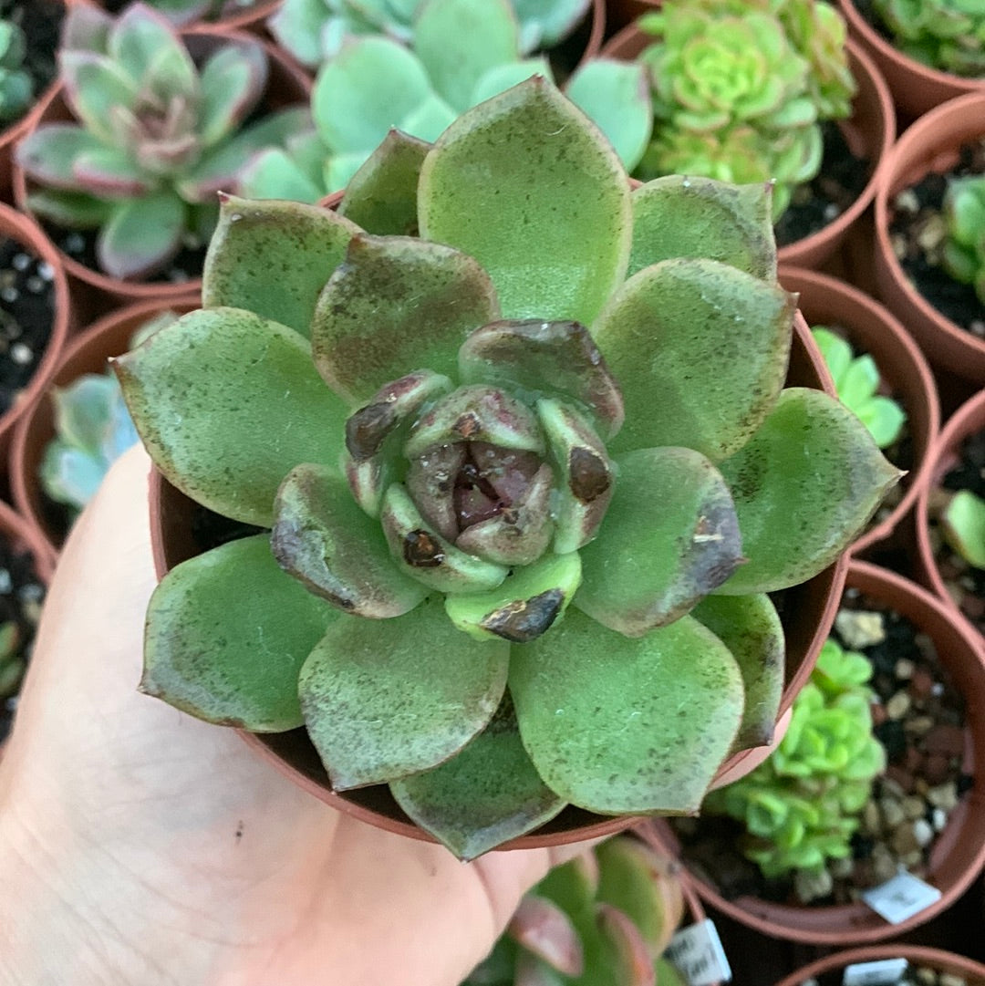 Echeveria "red face" Korean