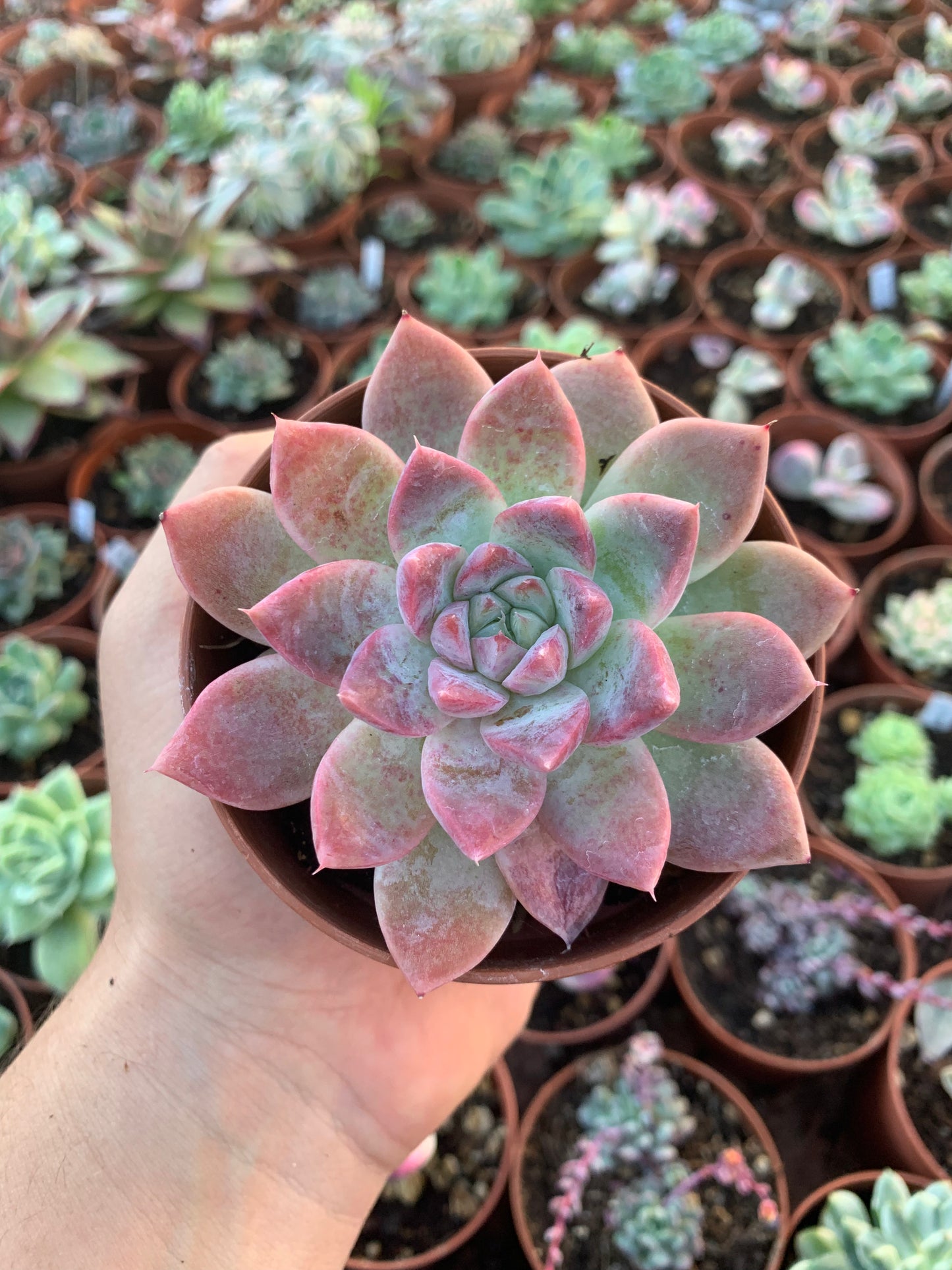 Echeveria  "Xishi"