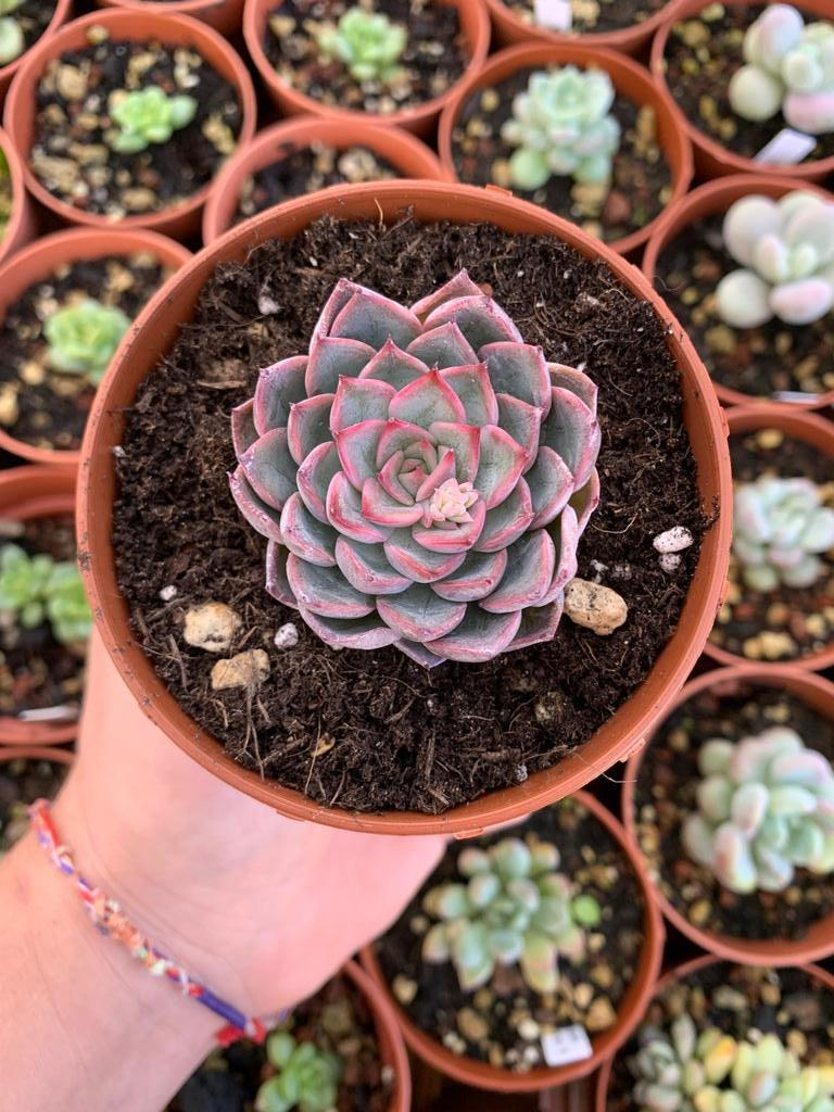 Echeveria "Hallis" (E. halbingeri x E. pulidonis)  Korean by ChangHee - Succulovers