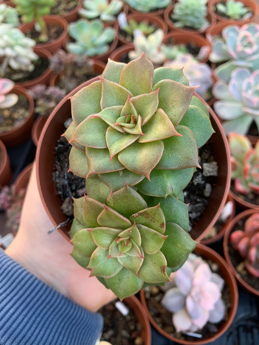 Echeveria "golden flame"