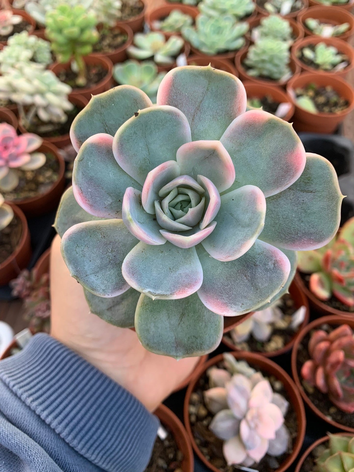 Echeveria "Blue Surprise" variegada