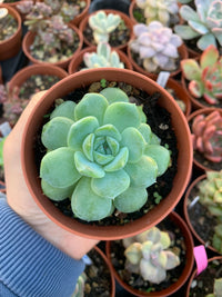 Echeveria "Ice Grape"