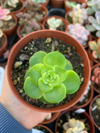 Echeveria "Nuda"