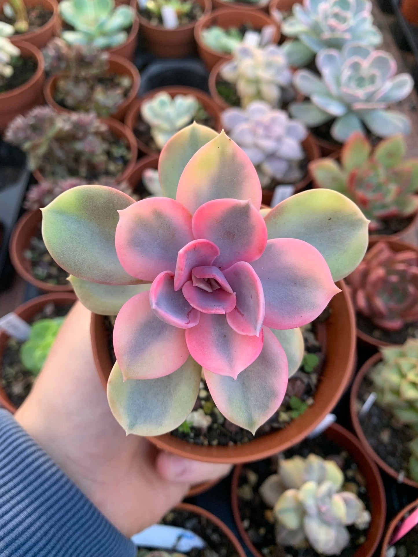 Echeveria "Rainbow" variegada Korean