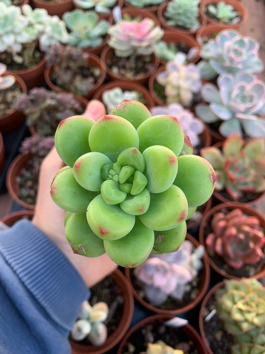 Pachyveria "Deborah" Korean