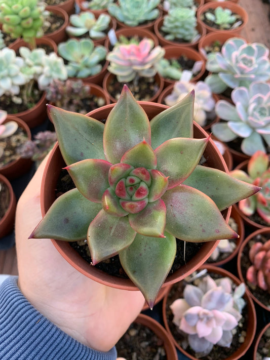 Echeveria agavoides " Frank Reinel"