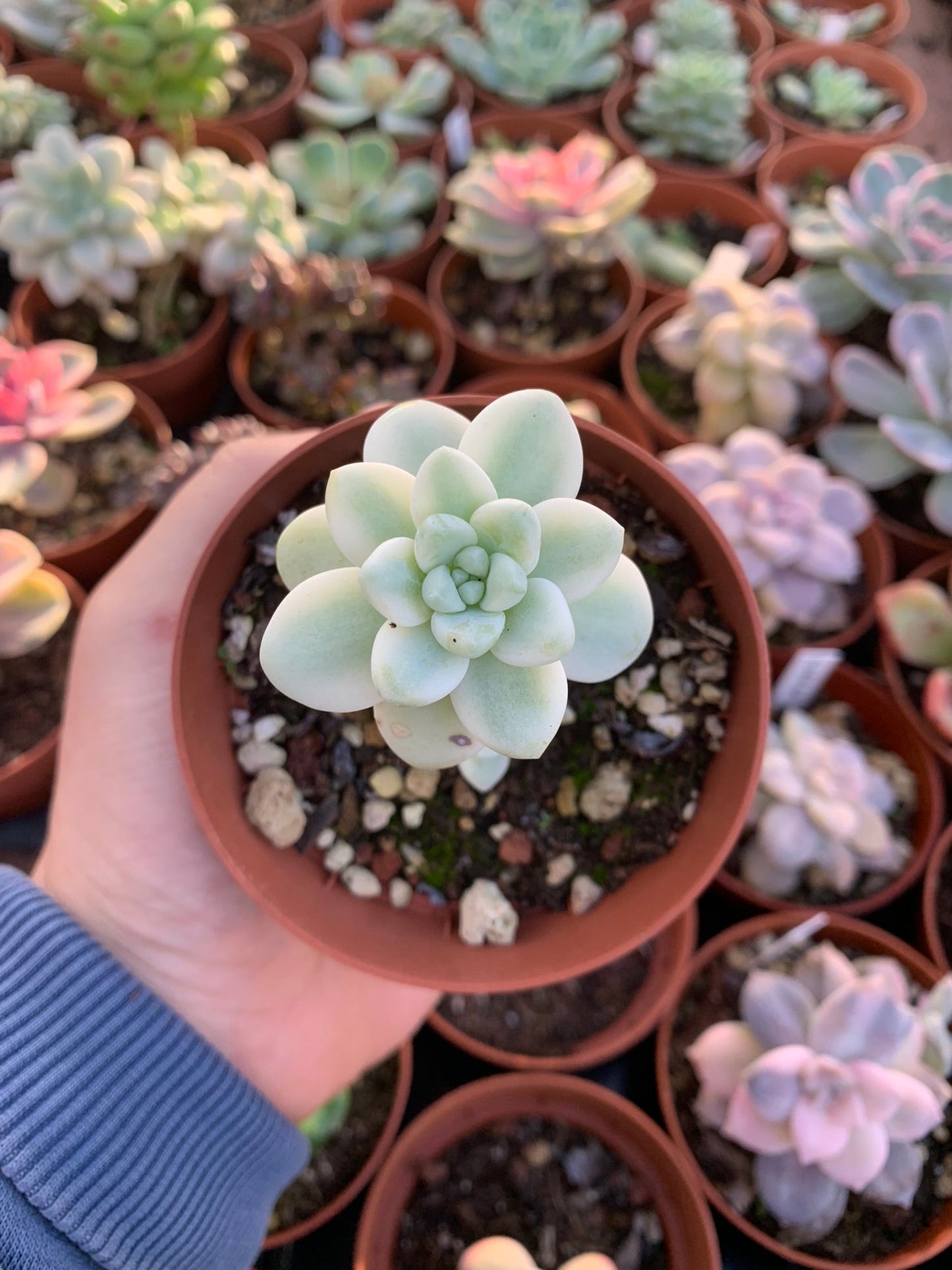 Sedum clavatum variegado Korean