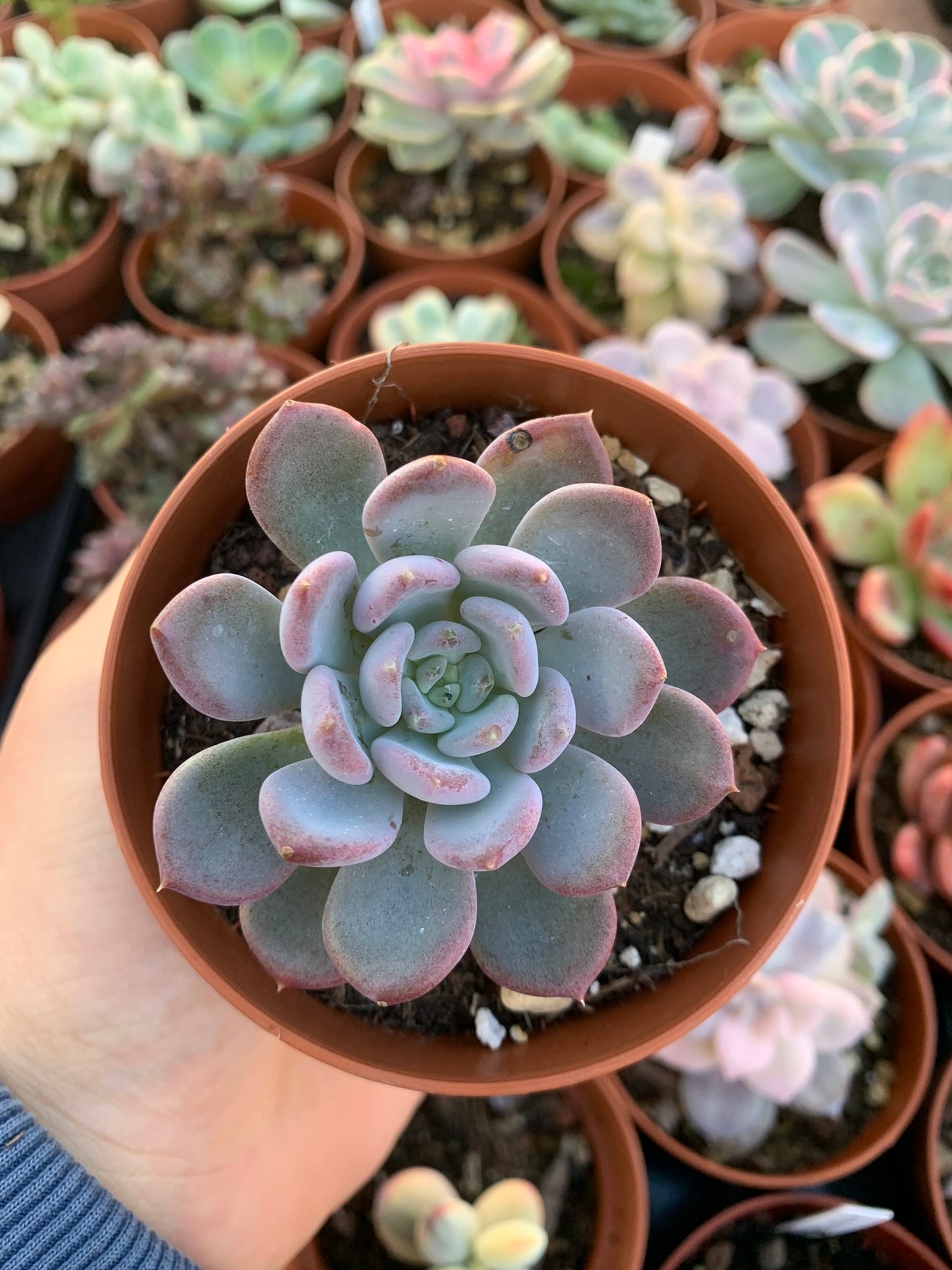 Echeveria "Crystal Amber"