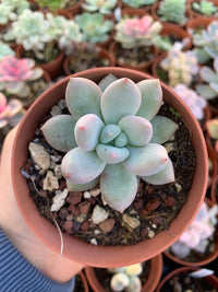 Echeveria "Amata" Korean