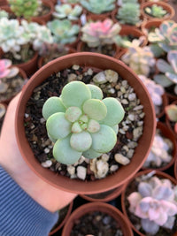 Pachyphytum Bubble Gum