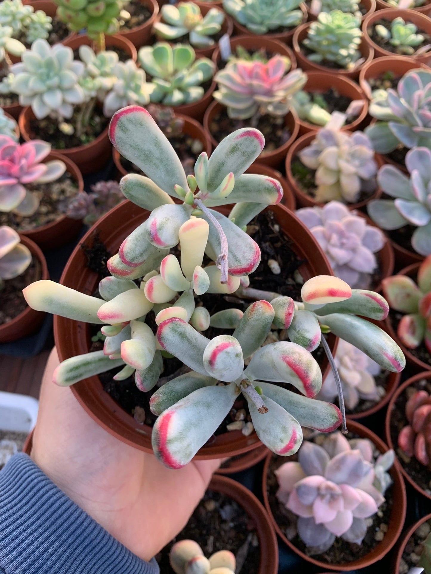 Cotyledon orbiculata dinteri variegado Korean