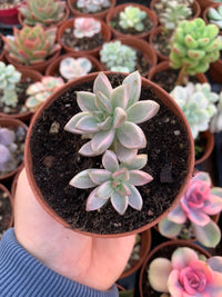 Graptosedum "bronze" variegado Korean