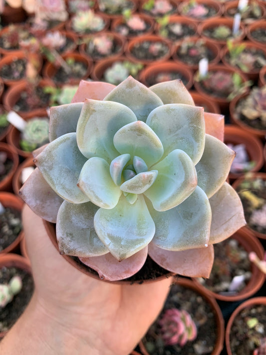 Echeveria  "Black tea"