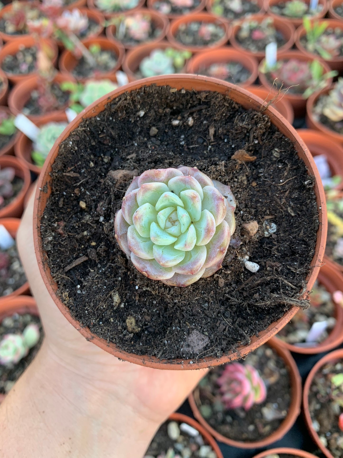 Echeveria "Pure Love" (E. laui x E. hyalina) Korean by ChangHee