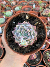 Echeveria "Elegans queen"