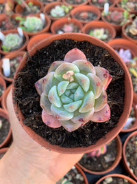 Echeveria "Orange Monroe"