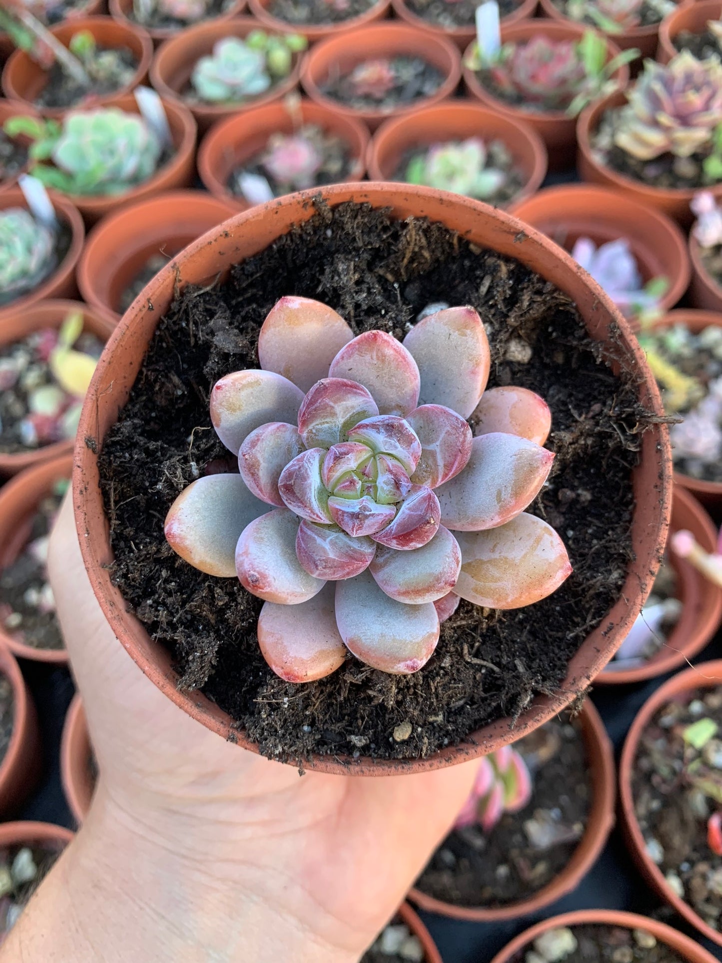 Echeveria "Snow Star"