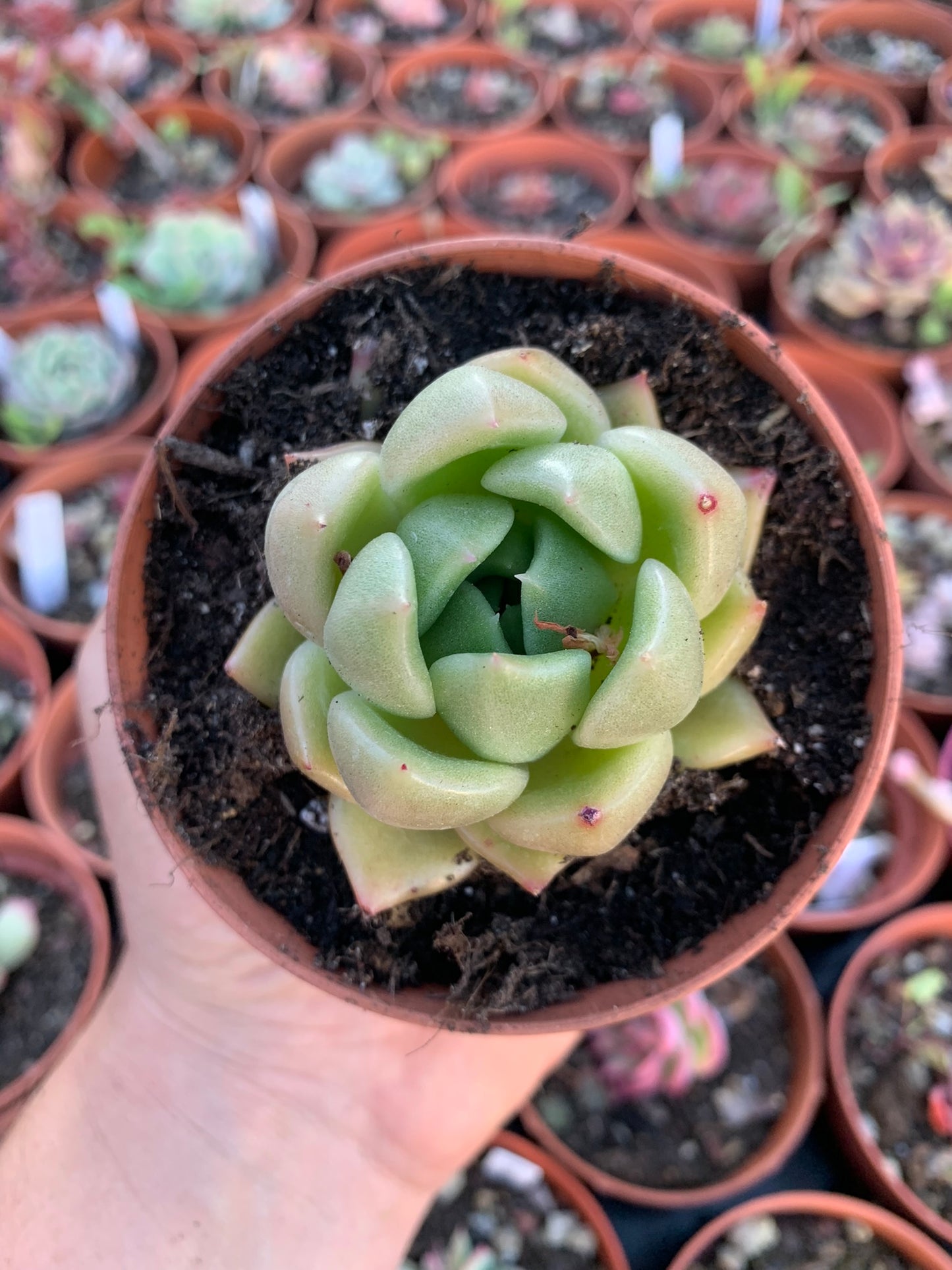 Echeveria "Orange Monroe"