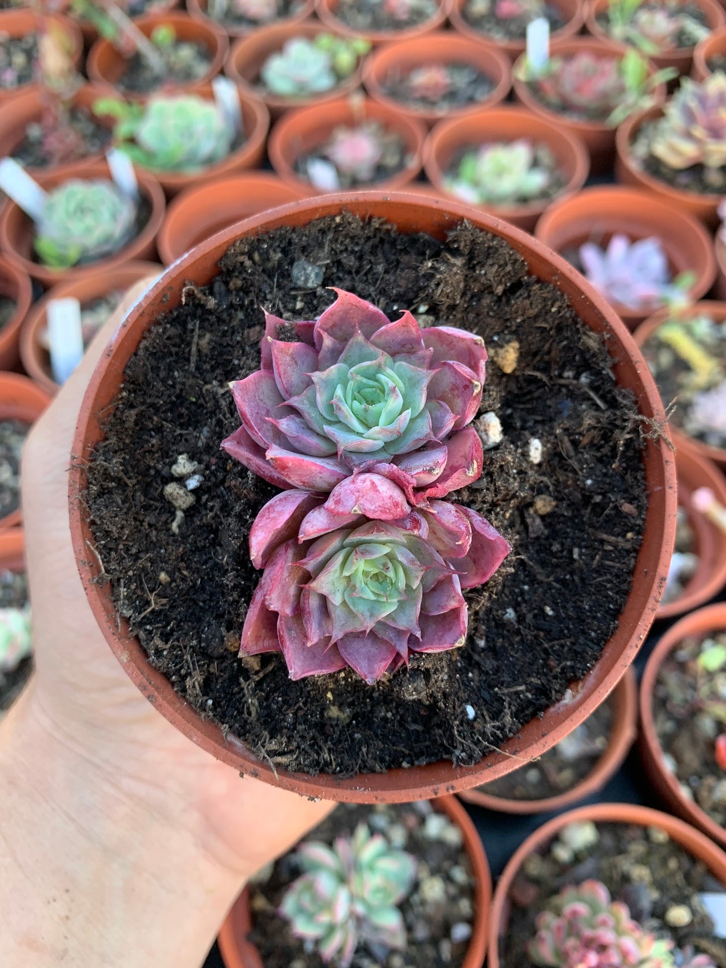 Echeveria "Magenta"