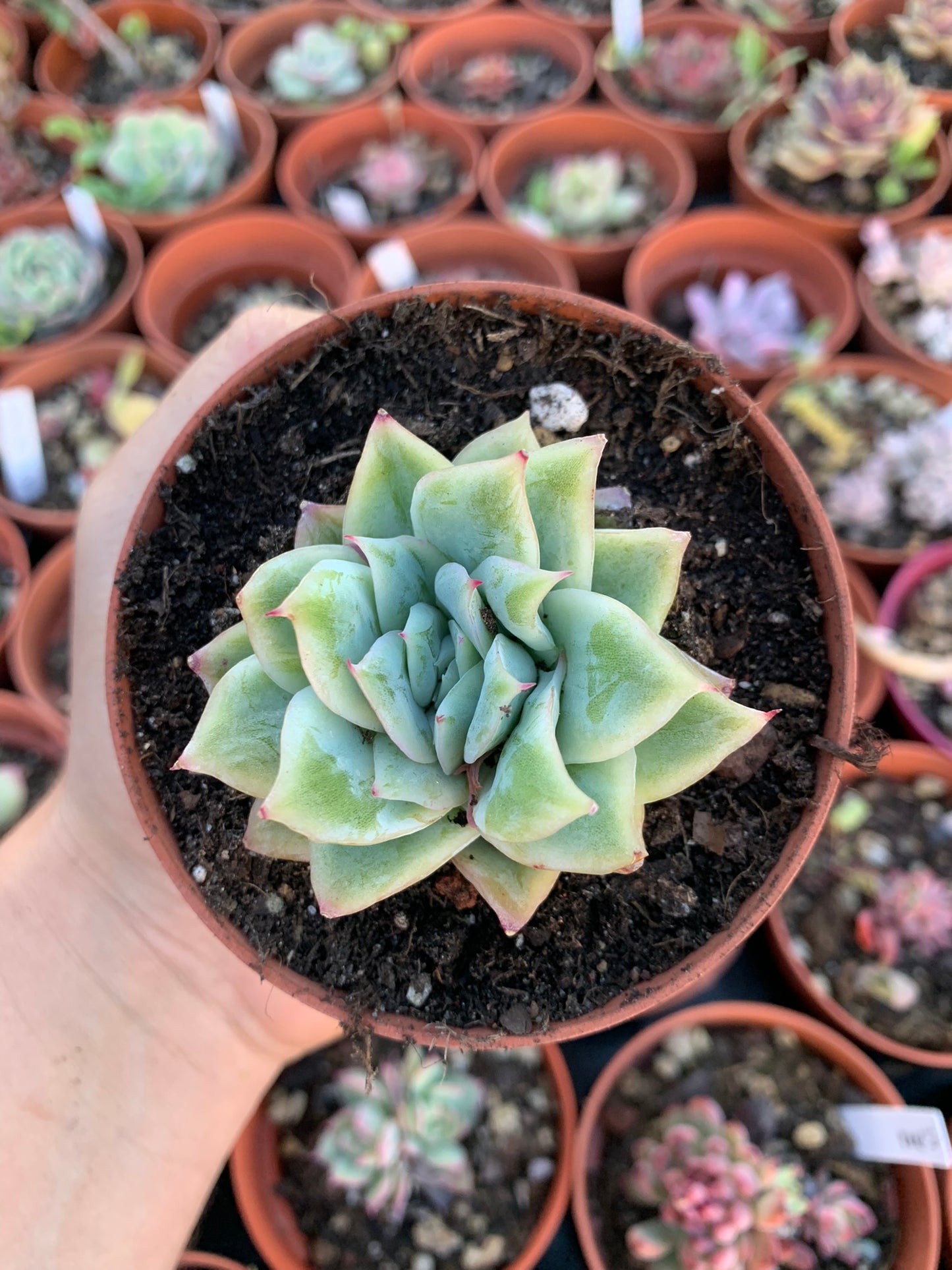 Echeveria  "Cherry Blossom"