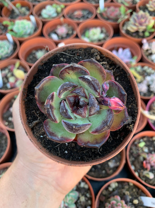 Echeveria "Black Rose"