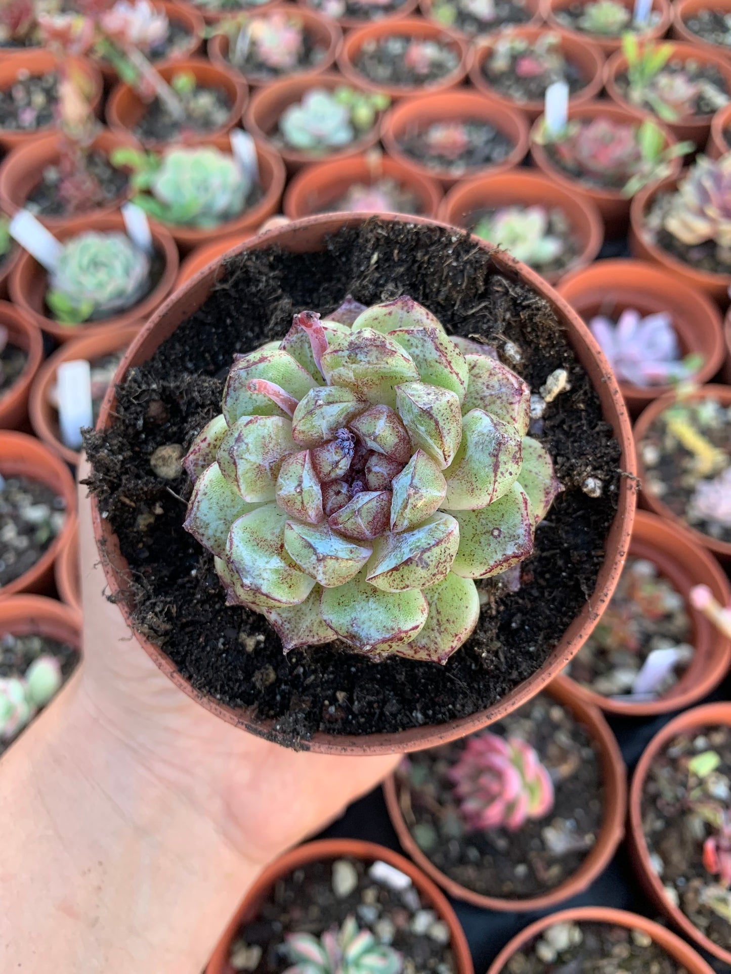 Echeveria "Black Rose"