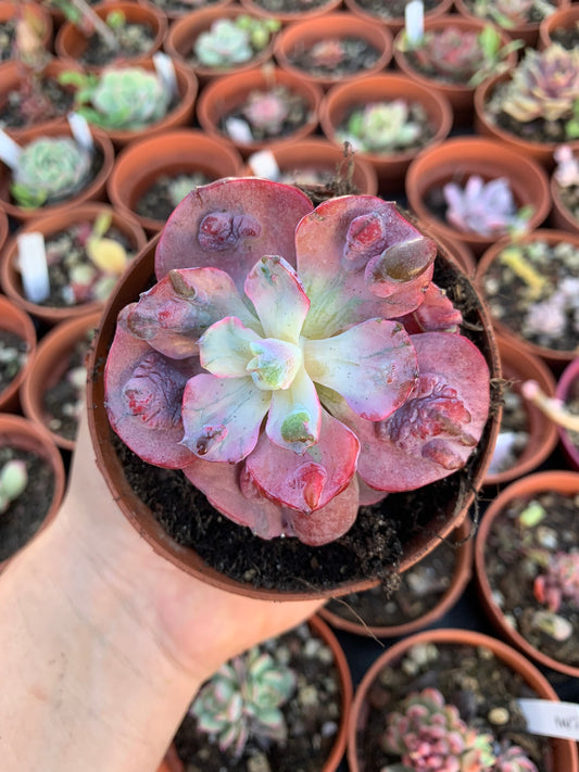 Echeveria "Beyonce" variegated Korean