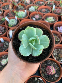 Echeveria "Mocha" variegada