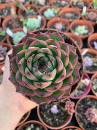 Echeveria "Moon Stone"