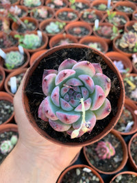 Echeveria "Diamond colorata"