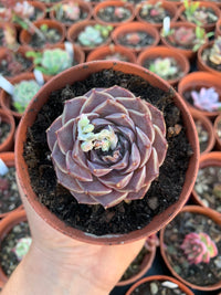 Echeveria "Hyalina E. Walther"