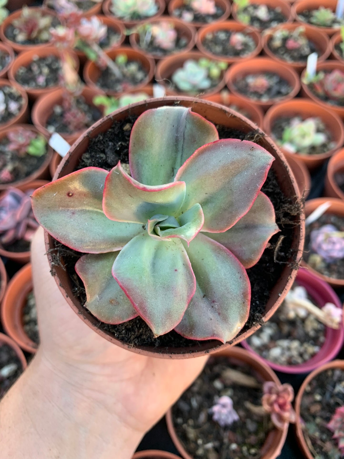 Echeveria "Mini Gosaonggeum" variegata