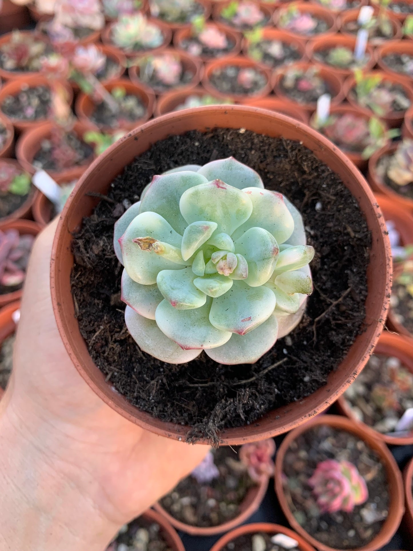 Sedeveria "Pudgy" Variegada (S. clavatum x E. derenbergii) Korean