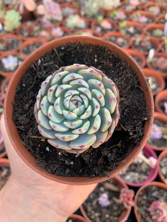 Echeveria "Blue Minima" variegada