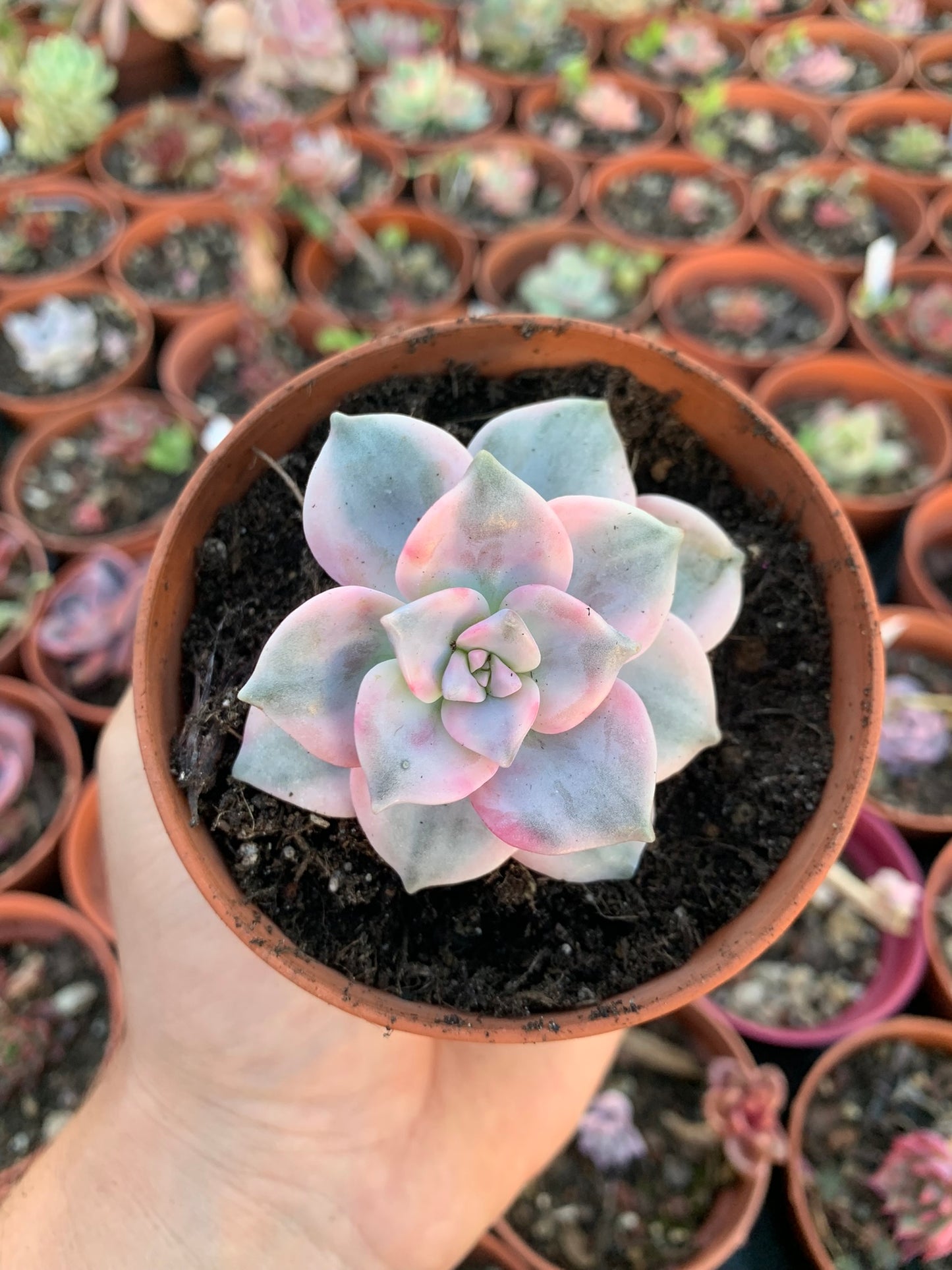 Graptopetalum "Snow White" pink variegata Korean