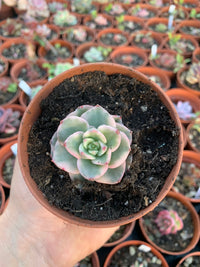 Sedeveria "Rolly" variegated Korean