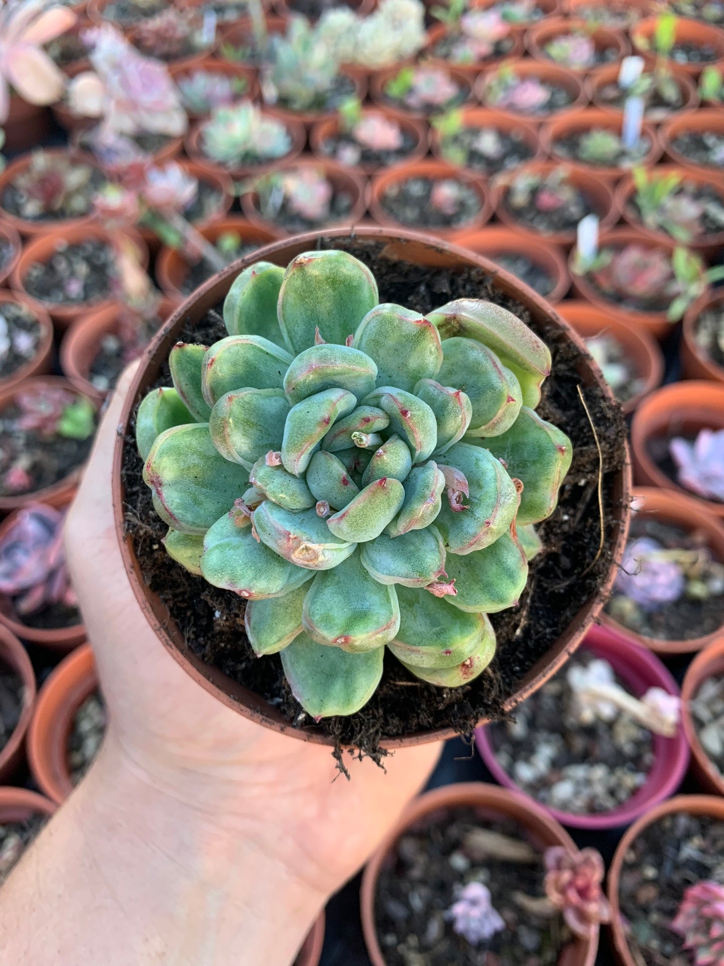 Echeveria  "Ice Angel" variegada