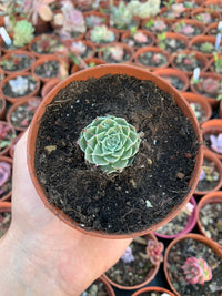 Echeveria "Sky rose"