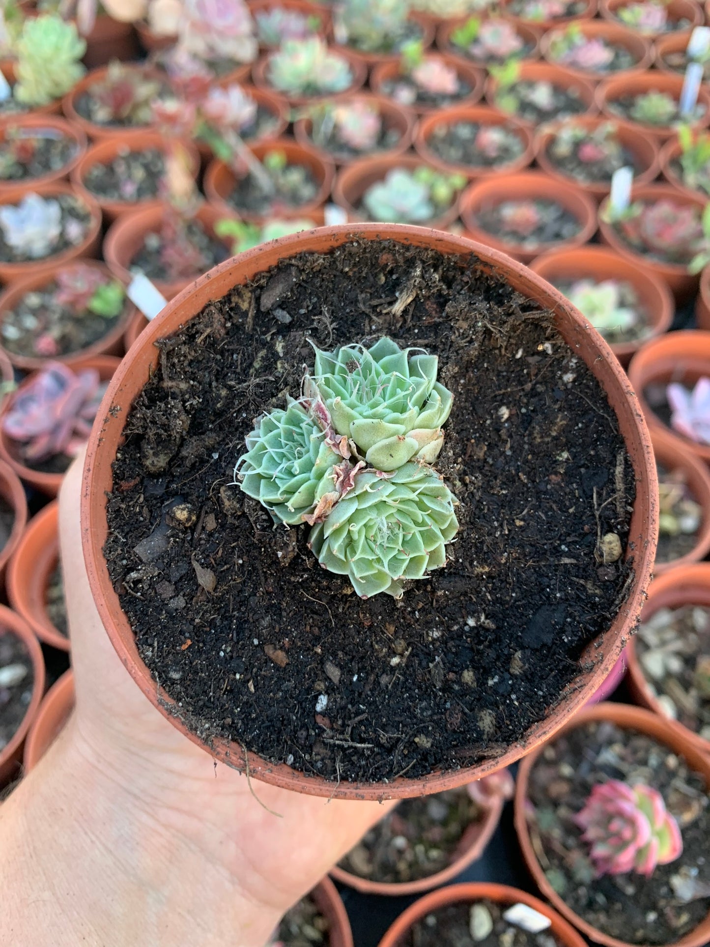 Echeveria "Sky rose"