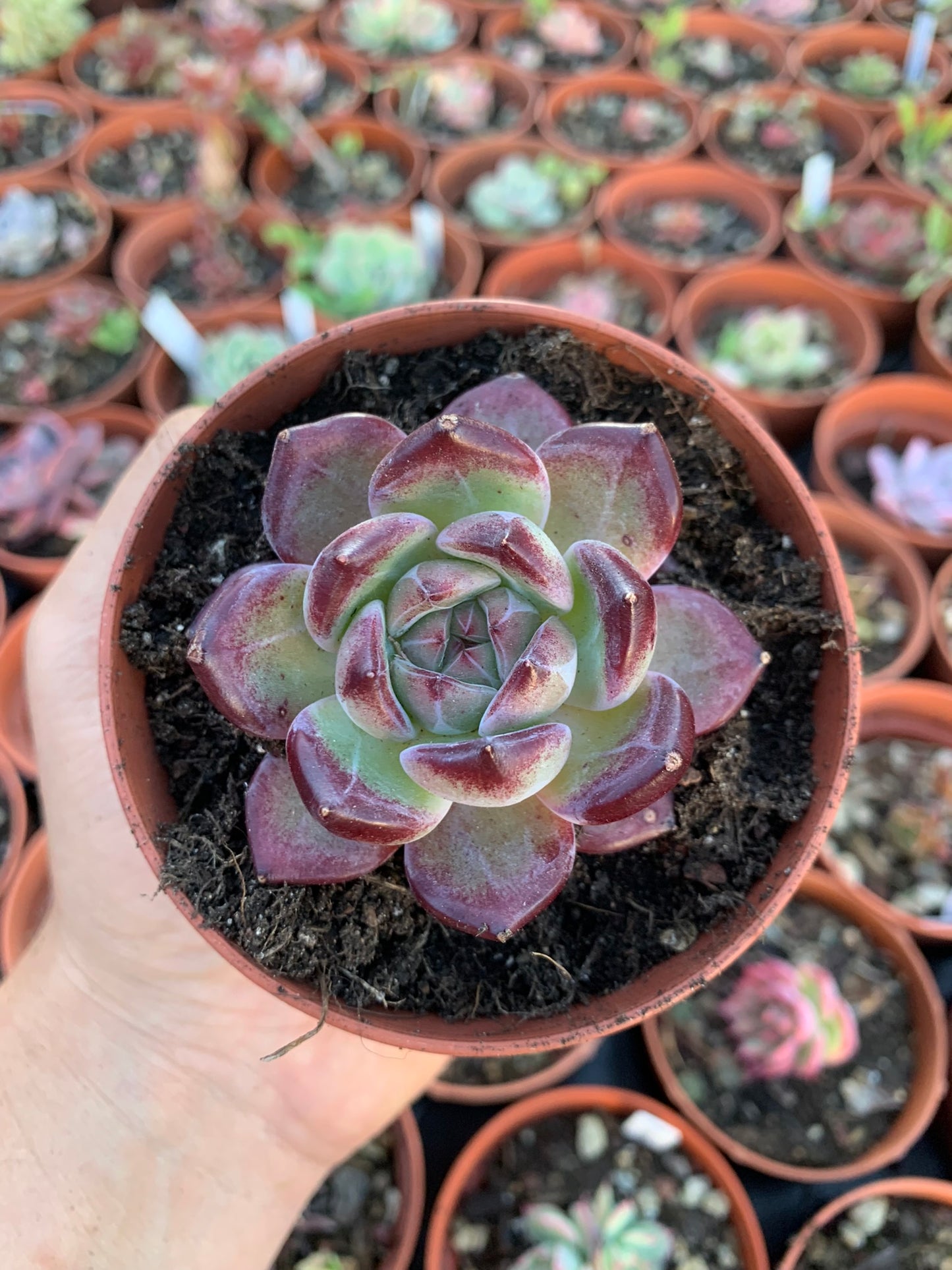 Echeveria  "Daredevil"