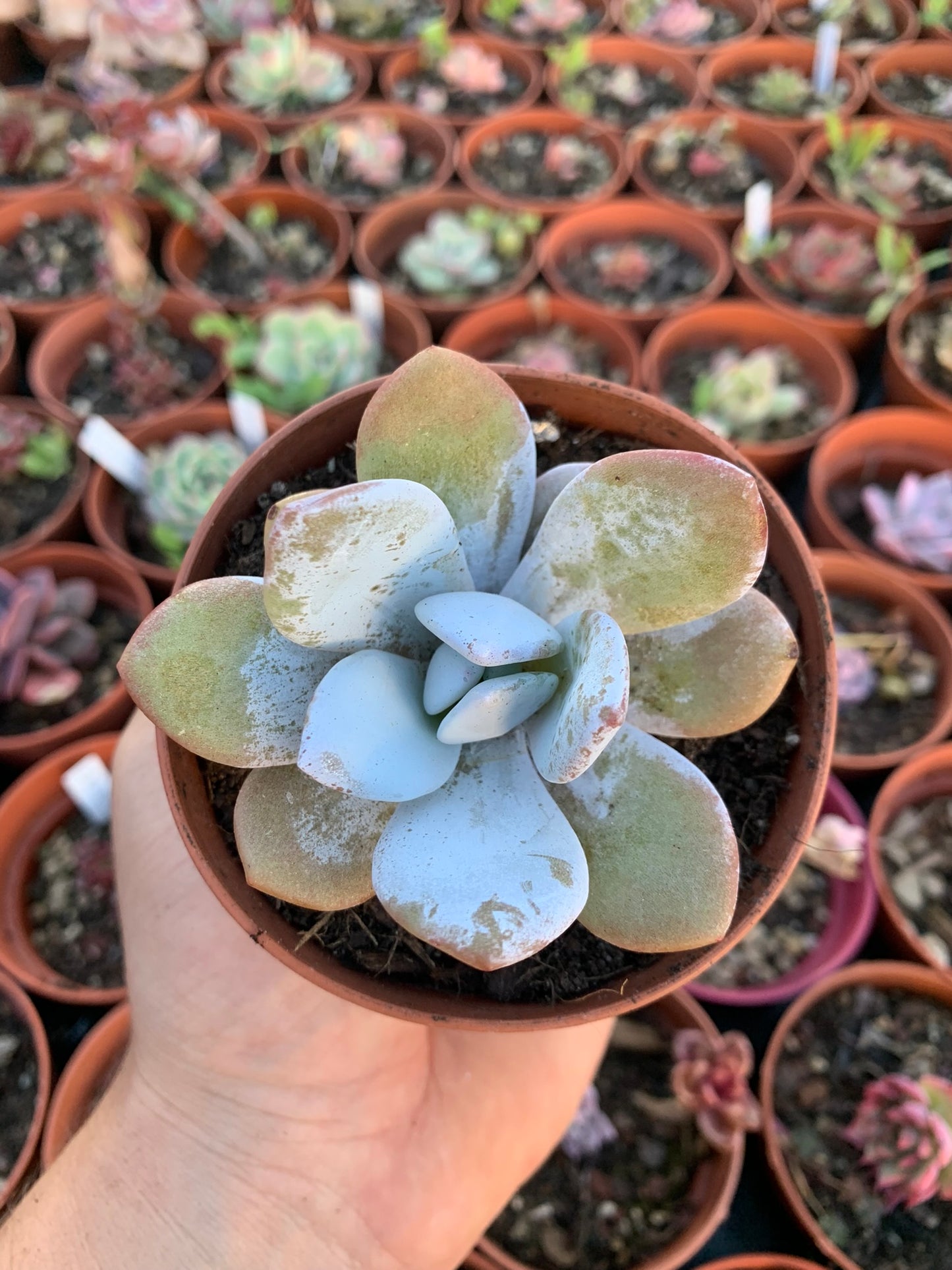 Echeveria laui