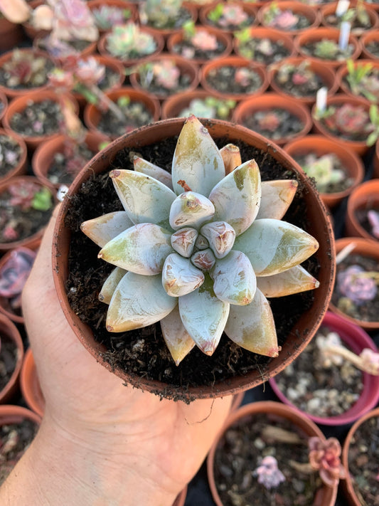 Echeveria tolimanensis hybrid