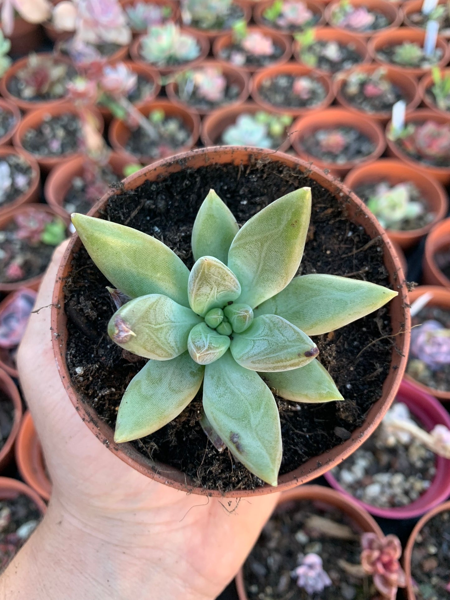 Echeveria tolimanensis hybrid