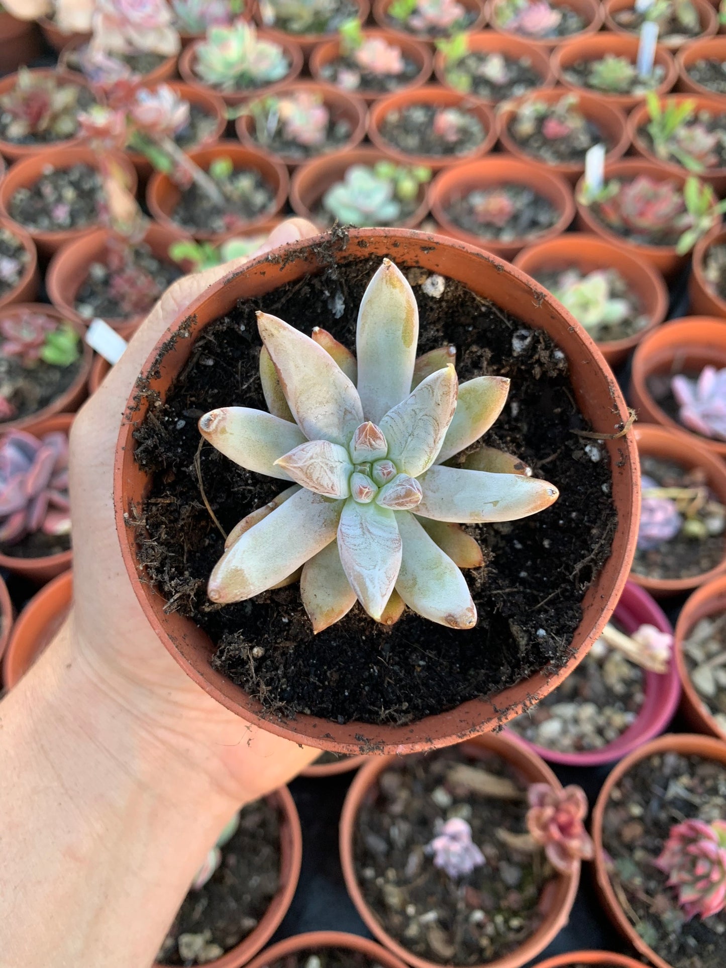 Echeveria tolimanensis hybrid