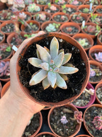 Echeveria tolimanensis-Hybride