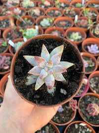 Echeveria tolimanensis hybrid