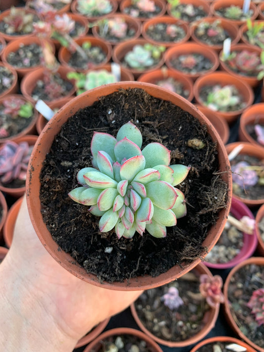 Echeveria "Pulidonis x Colorata"