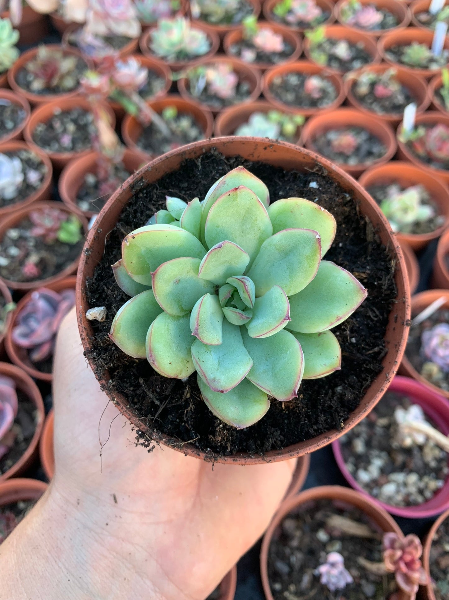 Echeveria "Pulidonis"