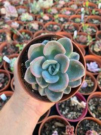 Pachyveria "Orpet"