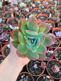 Echeveria "Luella"